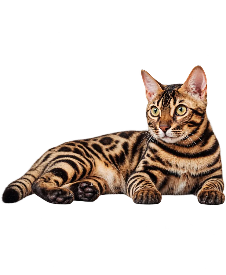 Bengalkatze als Illustrationsmotiv