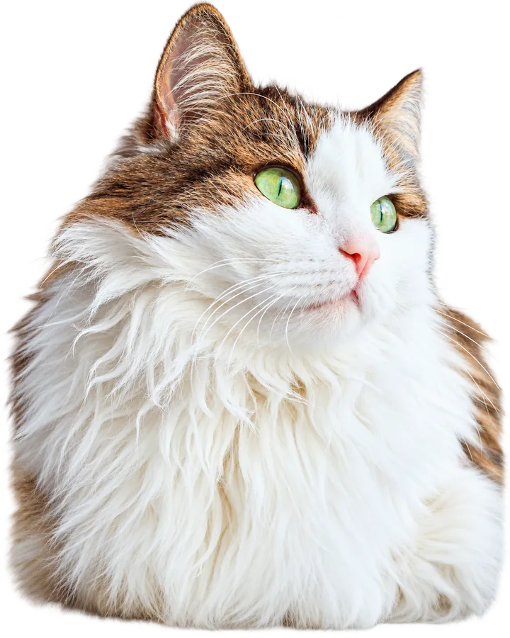 Langhaarige Katze mit grünem Blick