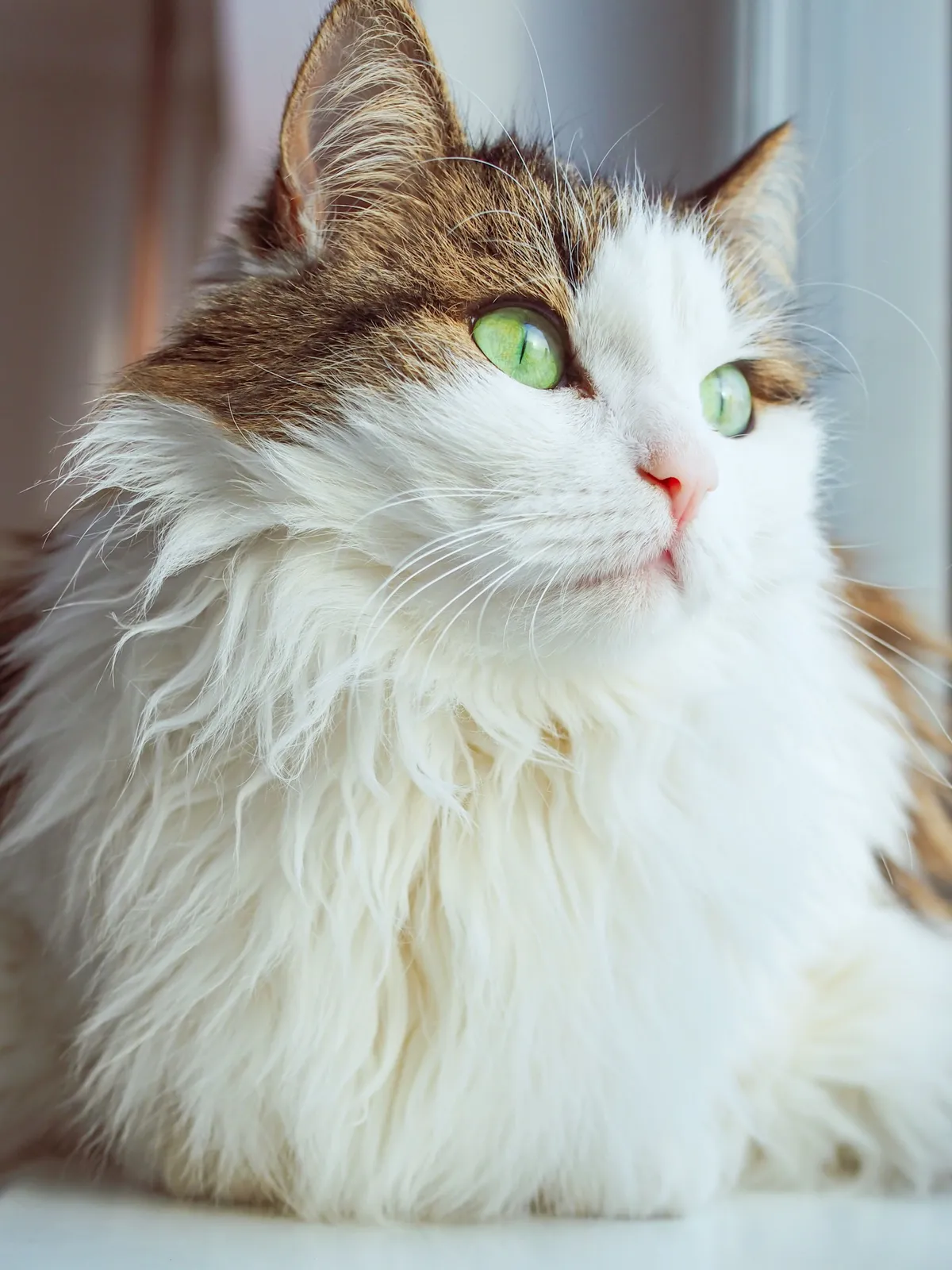 Langhaarige Katze am Fenster