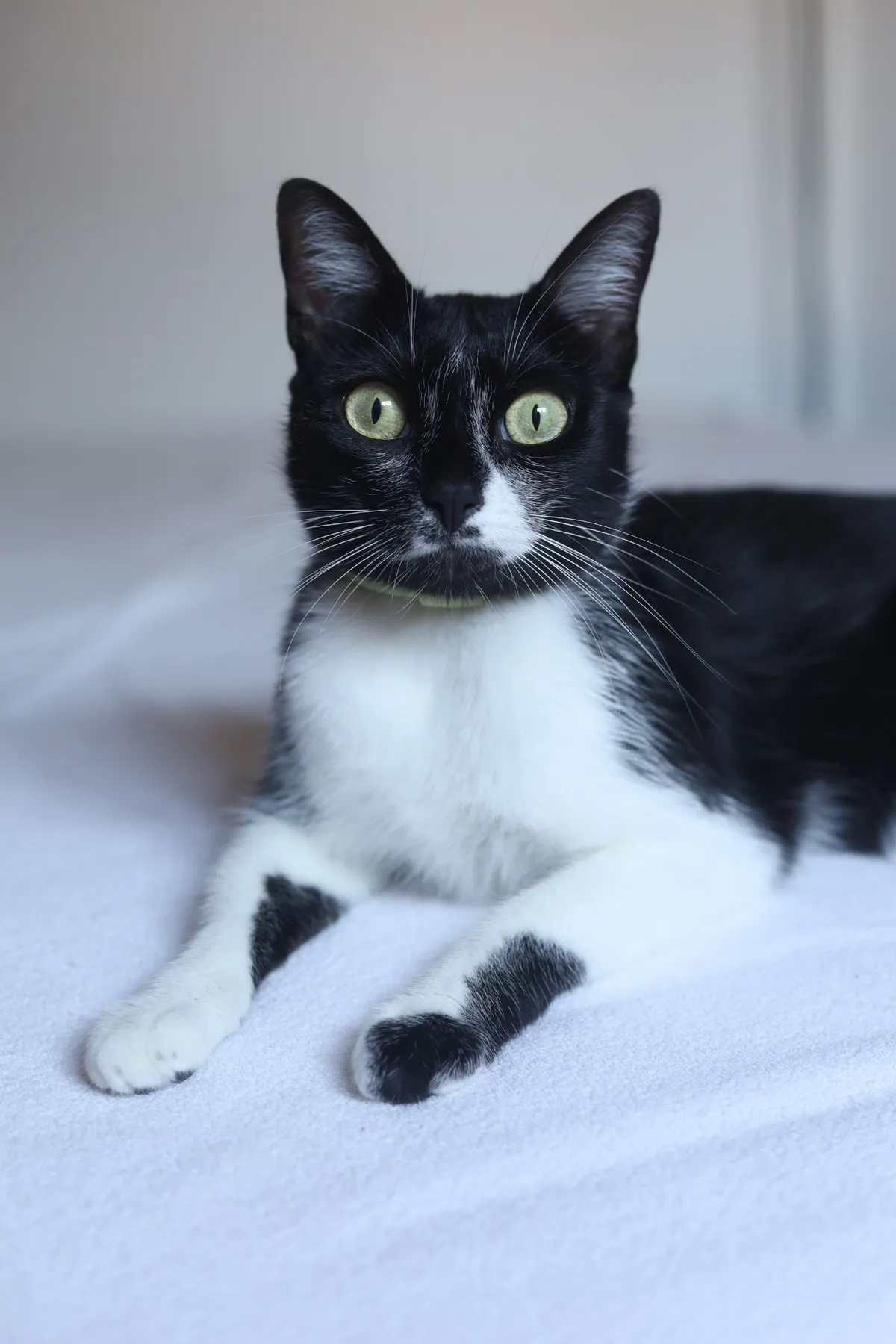 Schwarz-weiße Katze auf einer Decke
