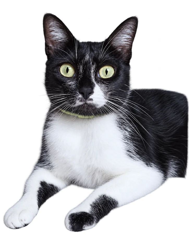 Schwarz-weiße Kurzhaarkatze