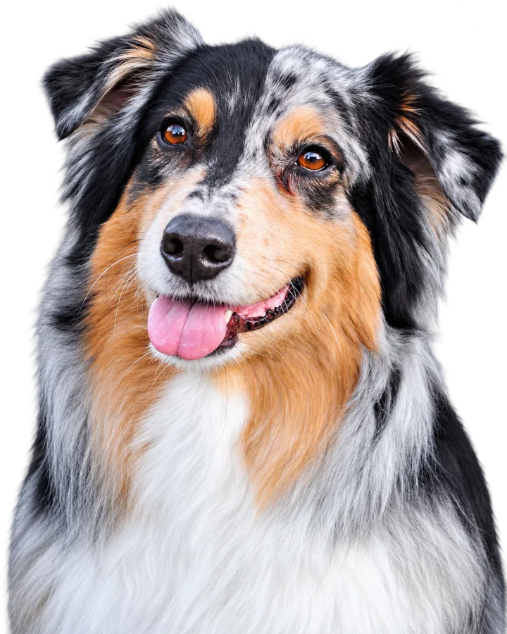 Australian Shepherd