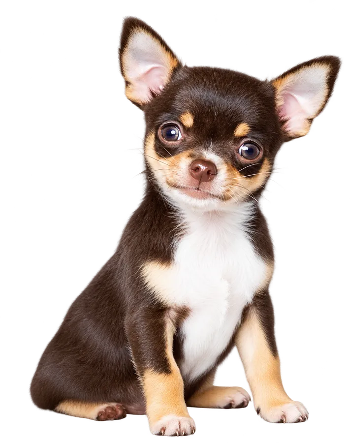 Kleiner Chihuahua