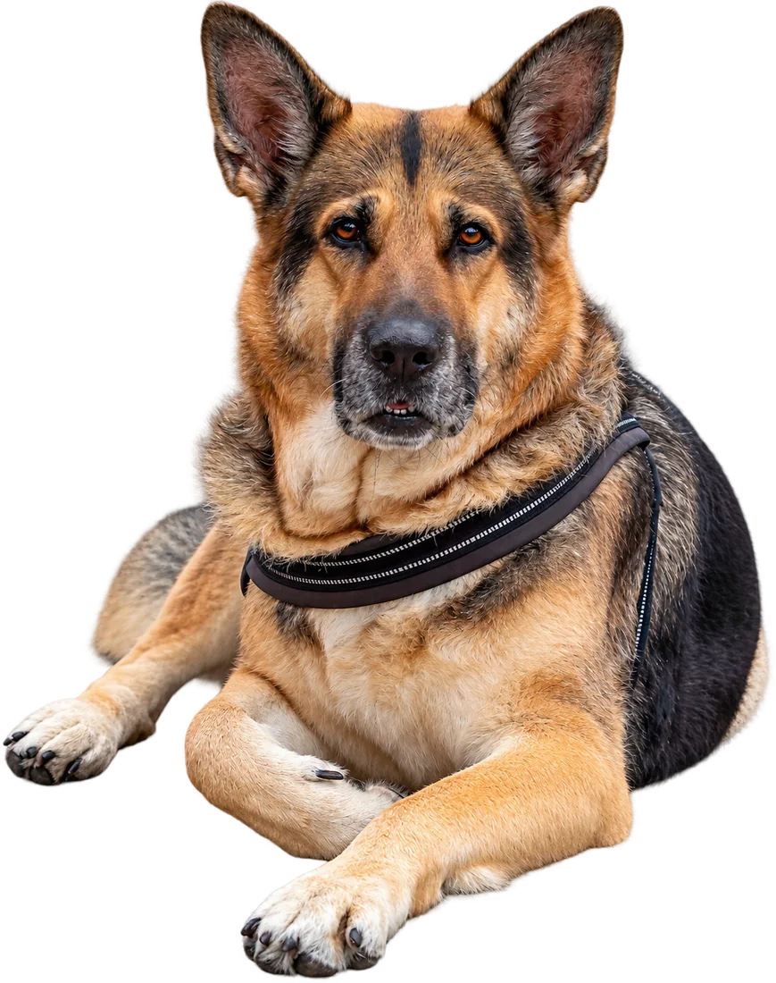 Deutscher Schäferhund