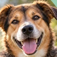 Hund wie im Facebook-Leistungsfall Fiete