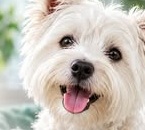 West Highland White Terrier wie im Facebook-Leistungsfall
