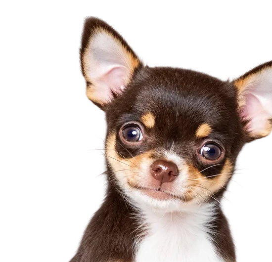 Chihuahua wie im Fall Sky