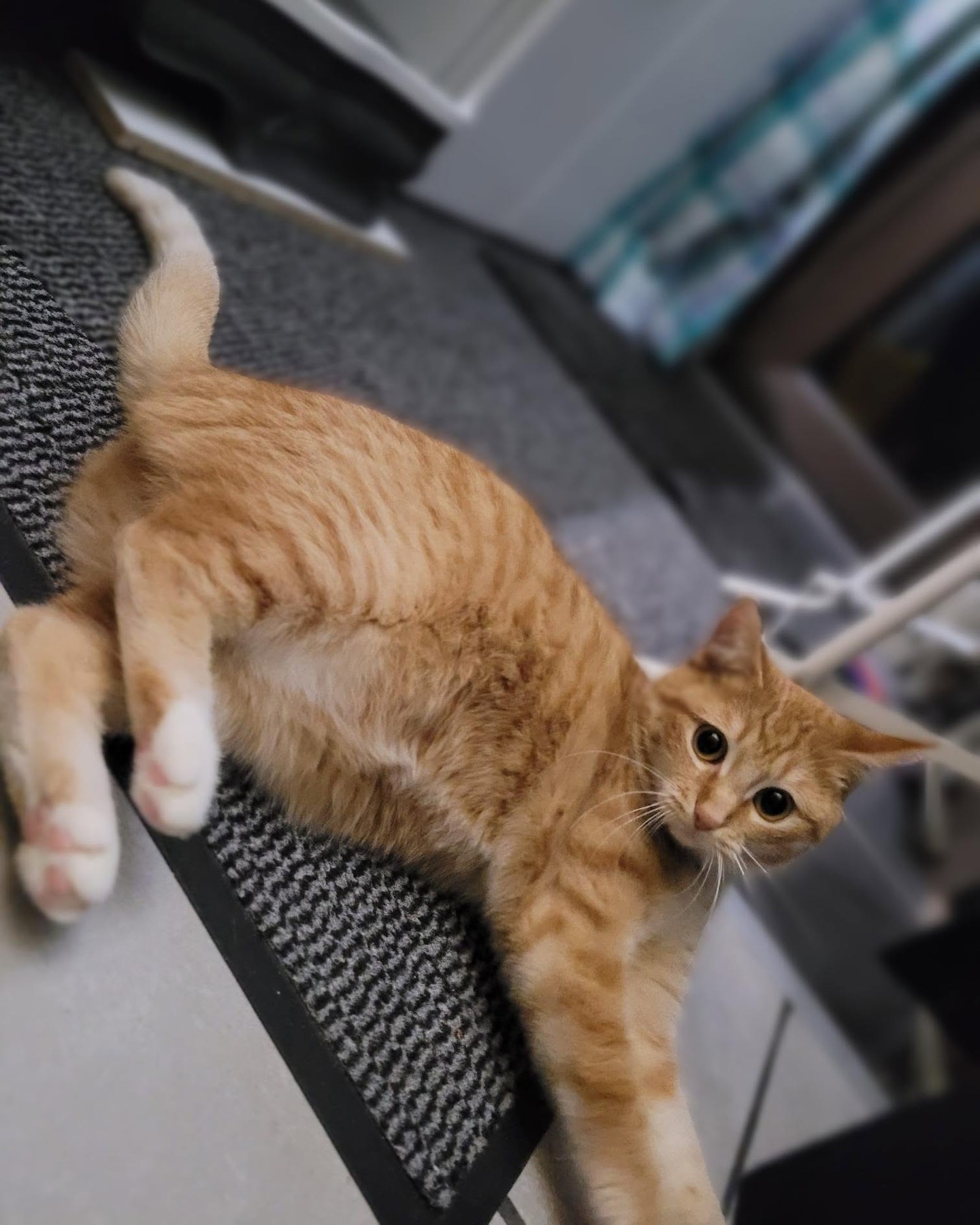 Junge Katze
