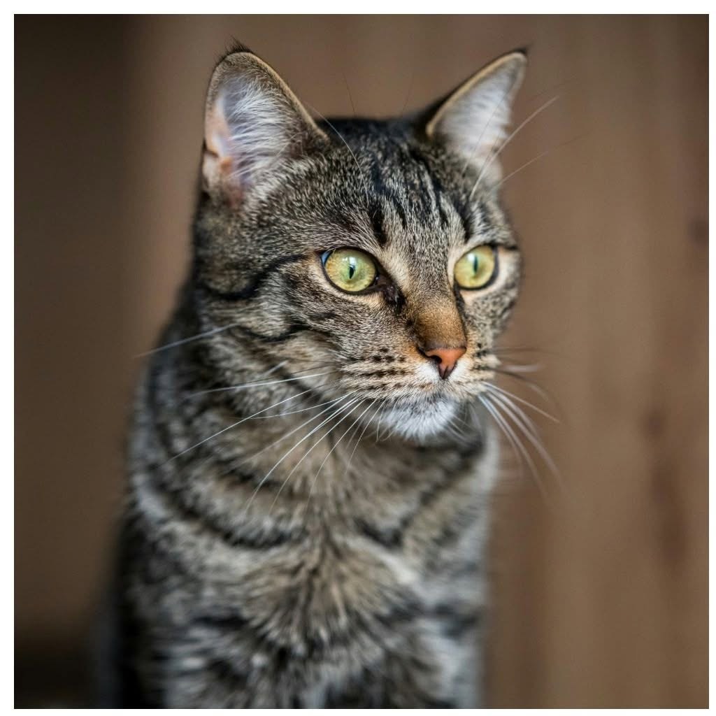 Getigerte Katze