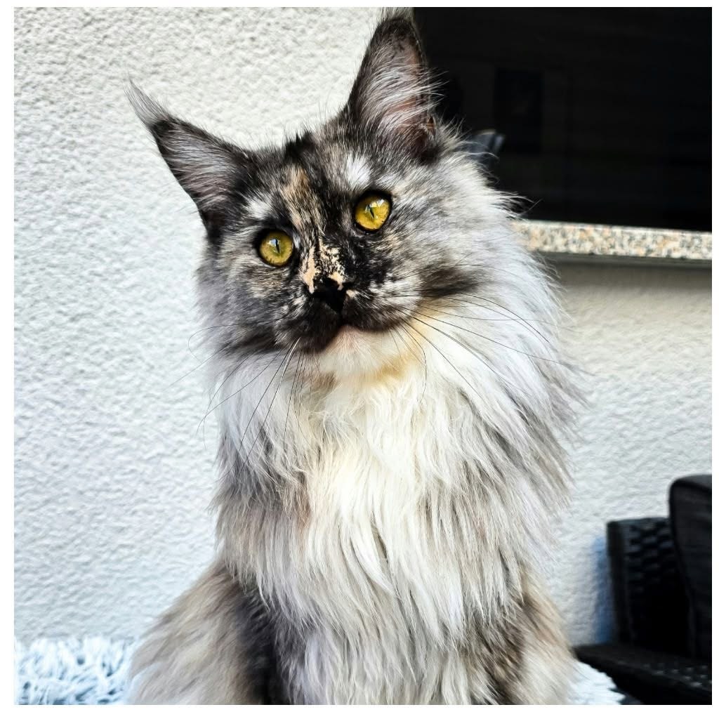 Langhaarige Katze