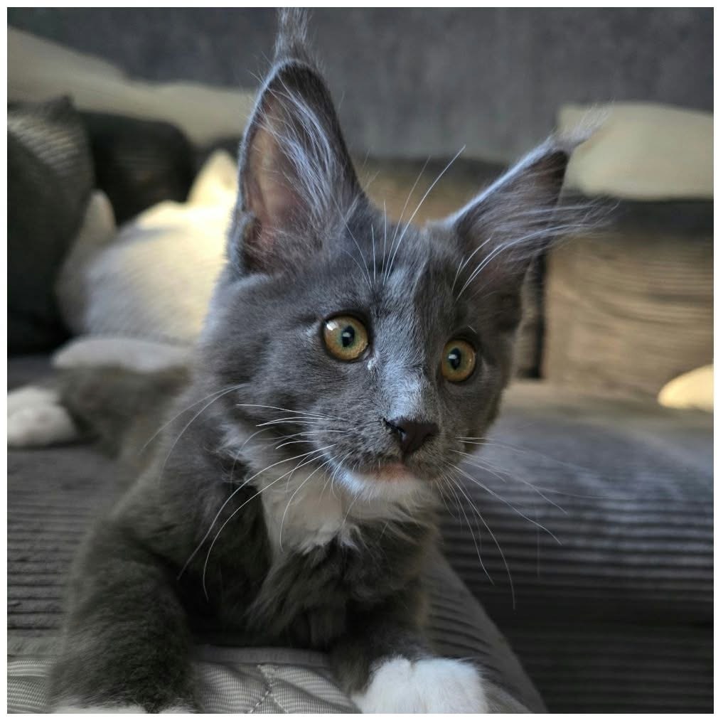 Graue Katze
