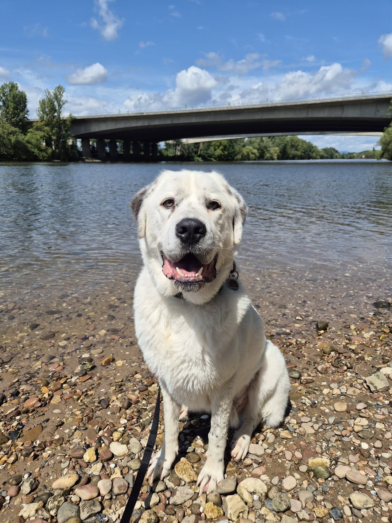 Weißer Hund am Wasser