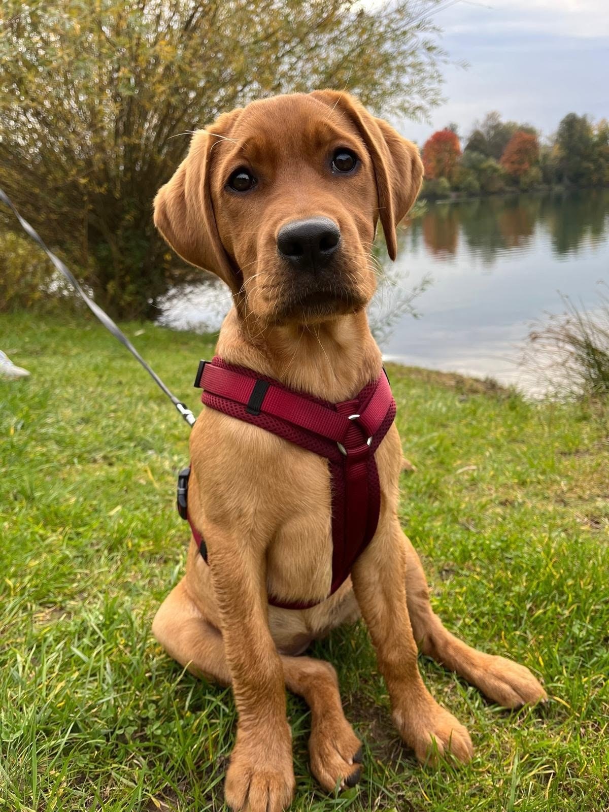 Junger Hund am See