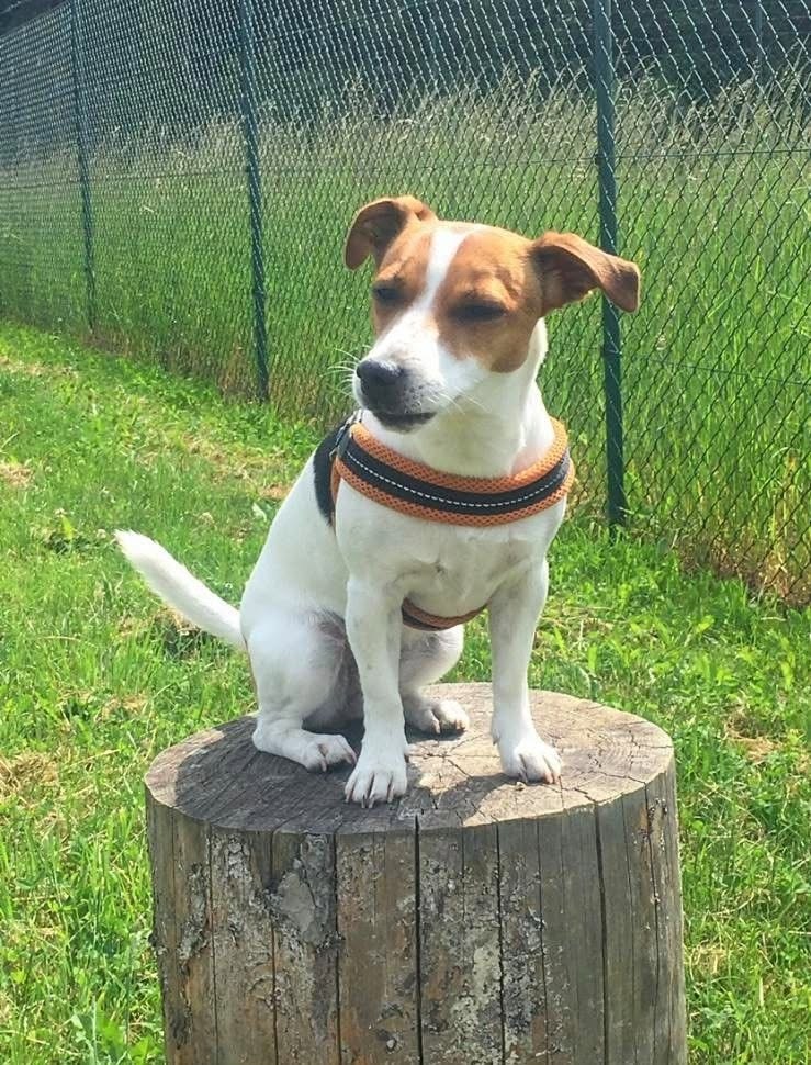 Kleiner Hund im Grünen