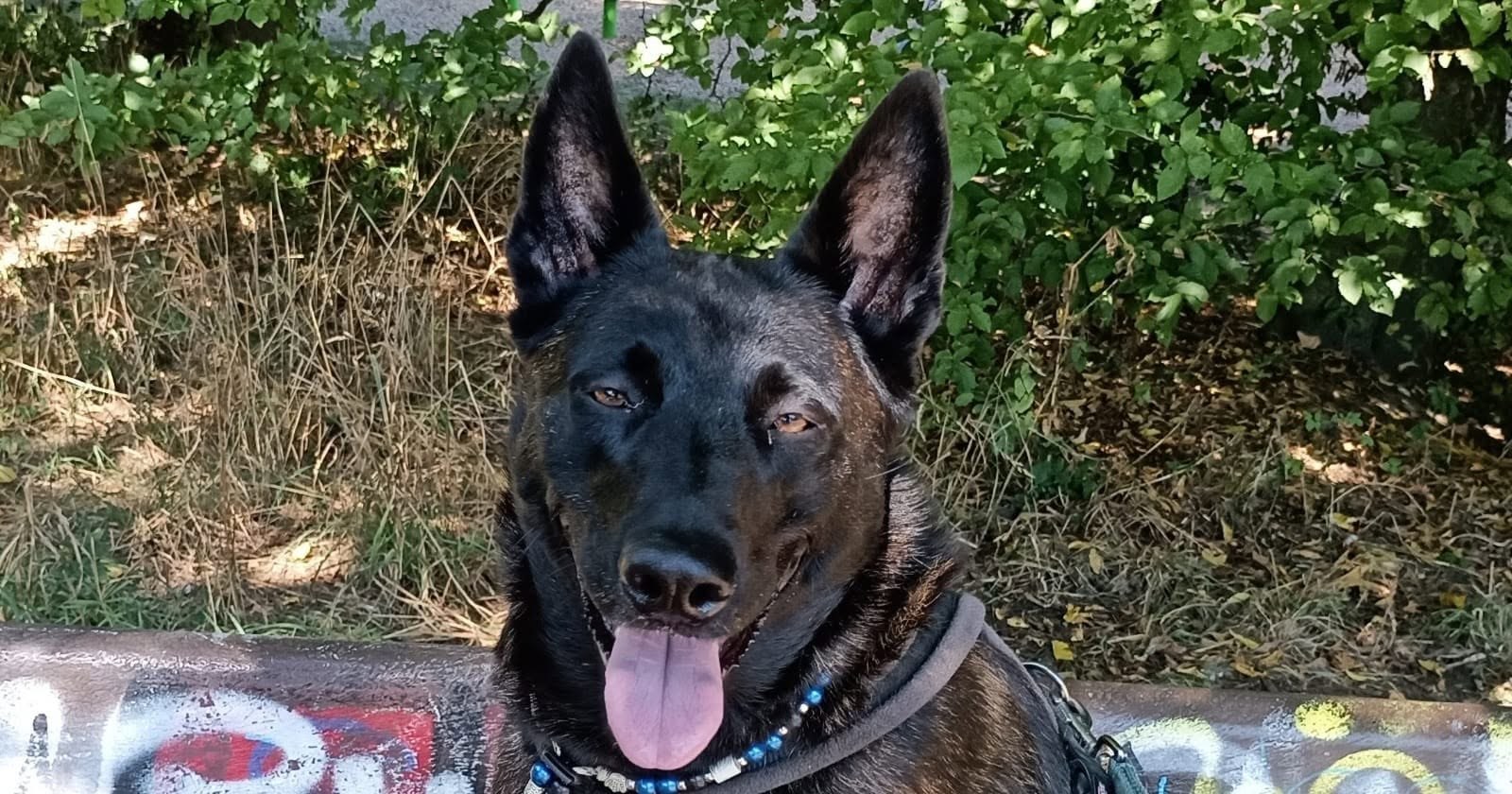 Schwarzer Schäferhund