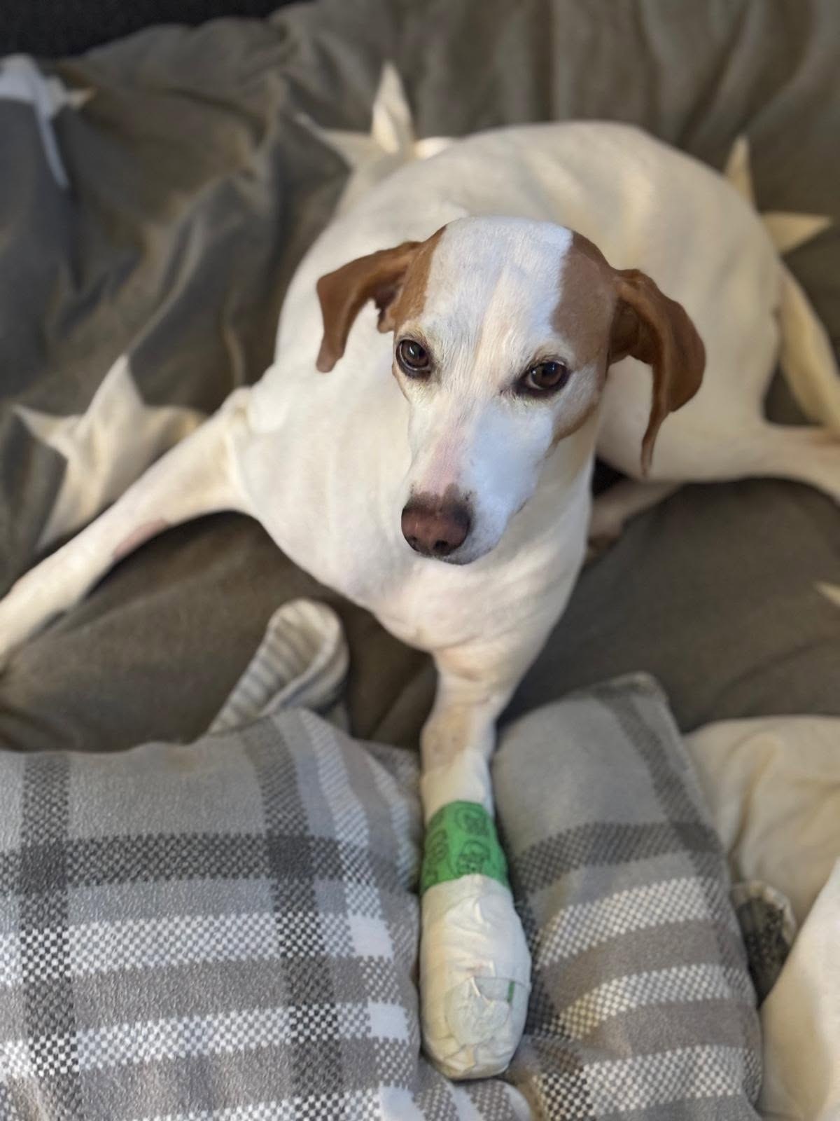Hund nach tierärztlicher Behandlung