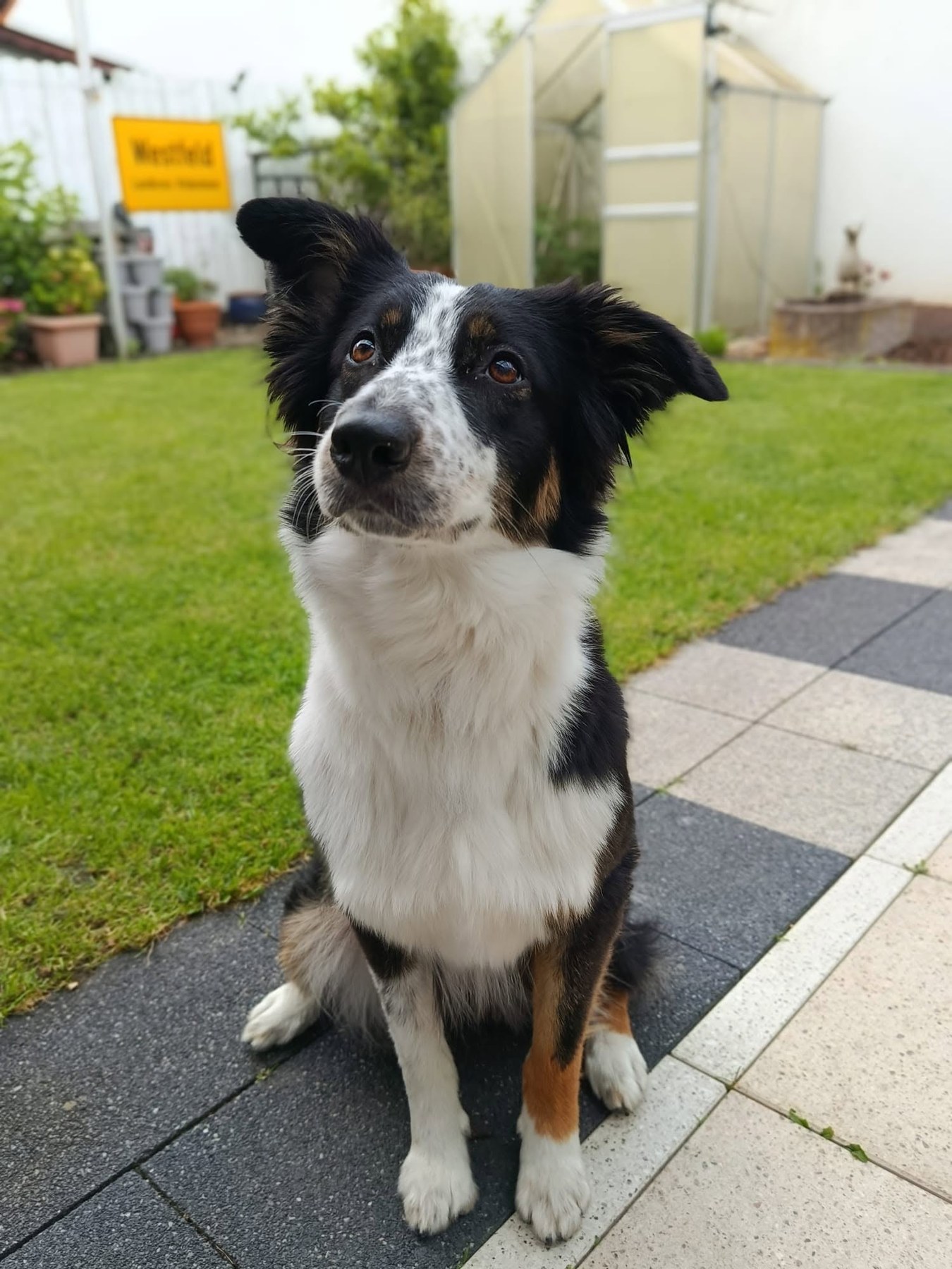 Border Collie