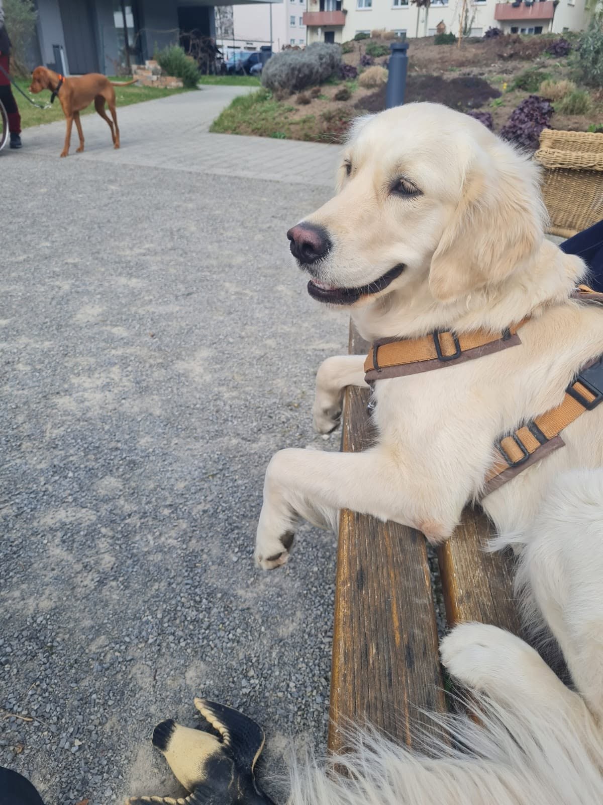 Golden Retriever