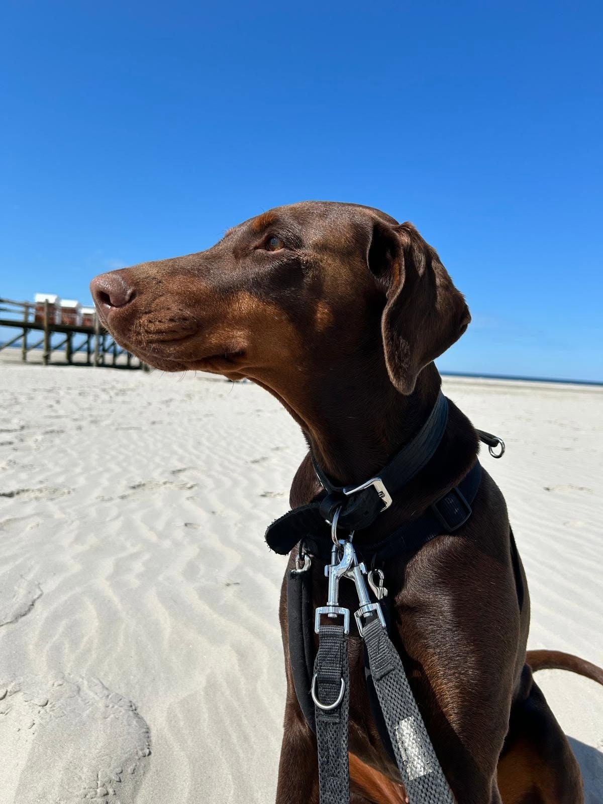 Brauner Hund am Strand