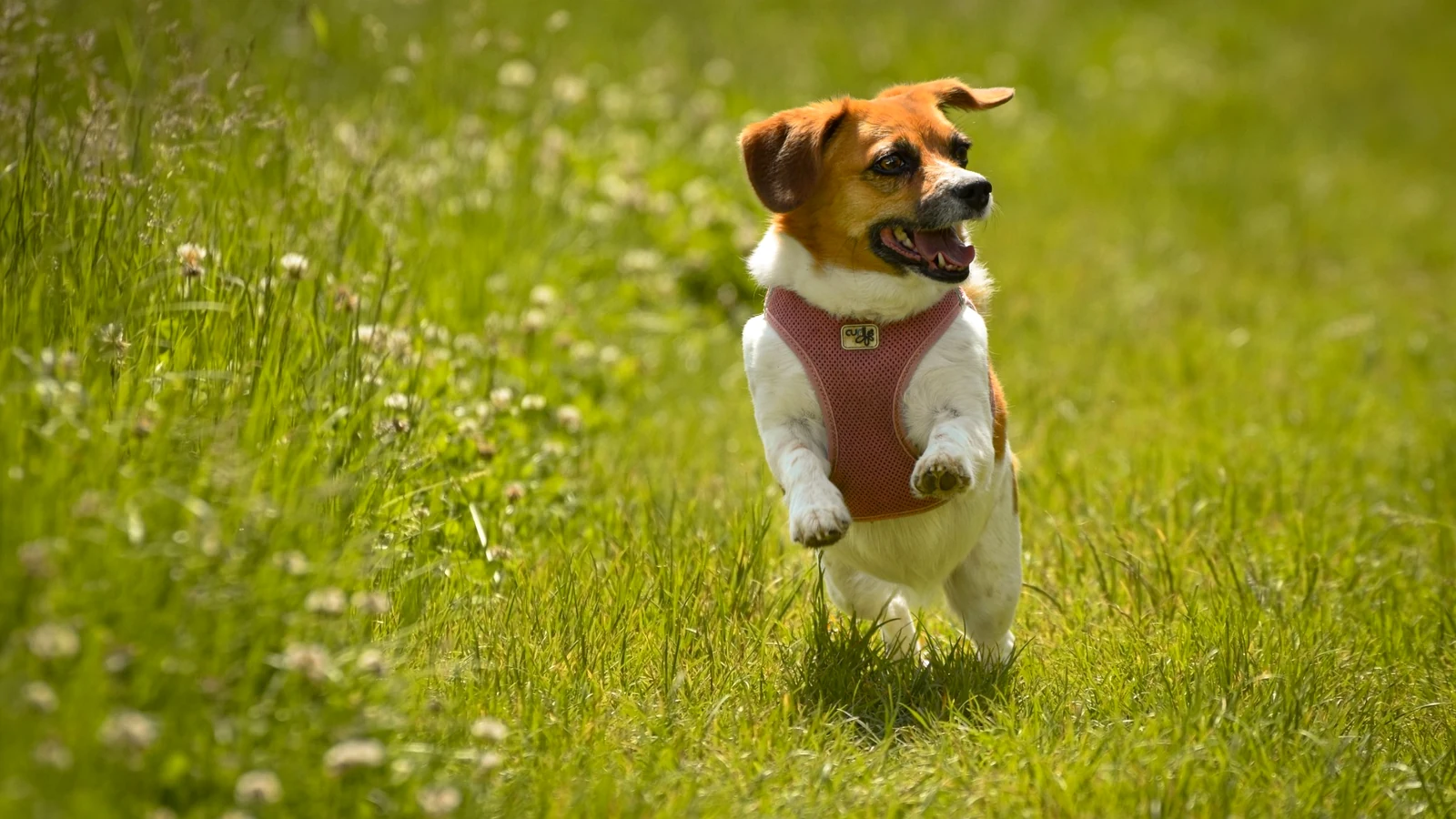 Fröhlicher Hund in Bewegung auf einer grünen Wiese