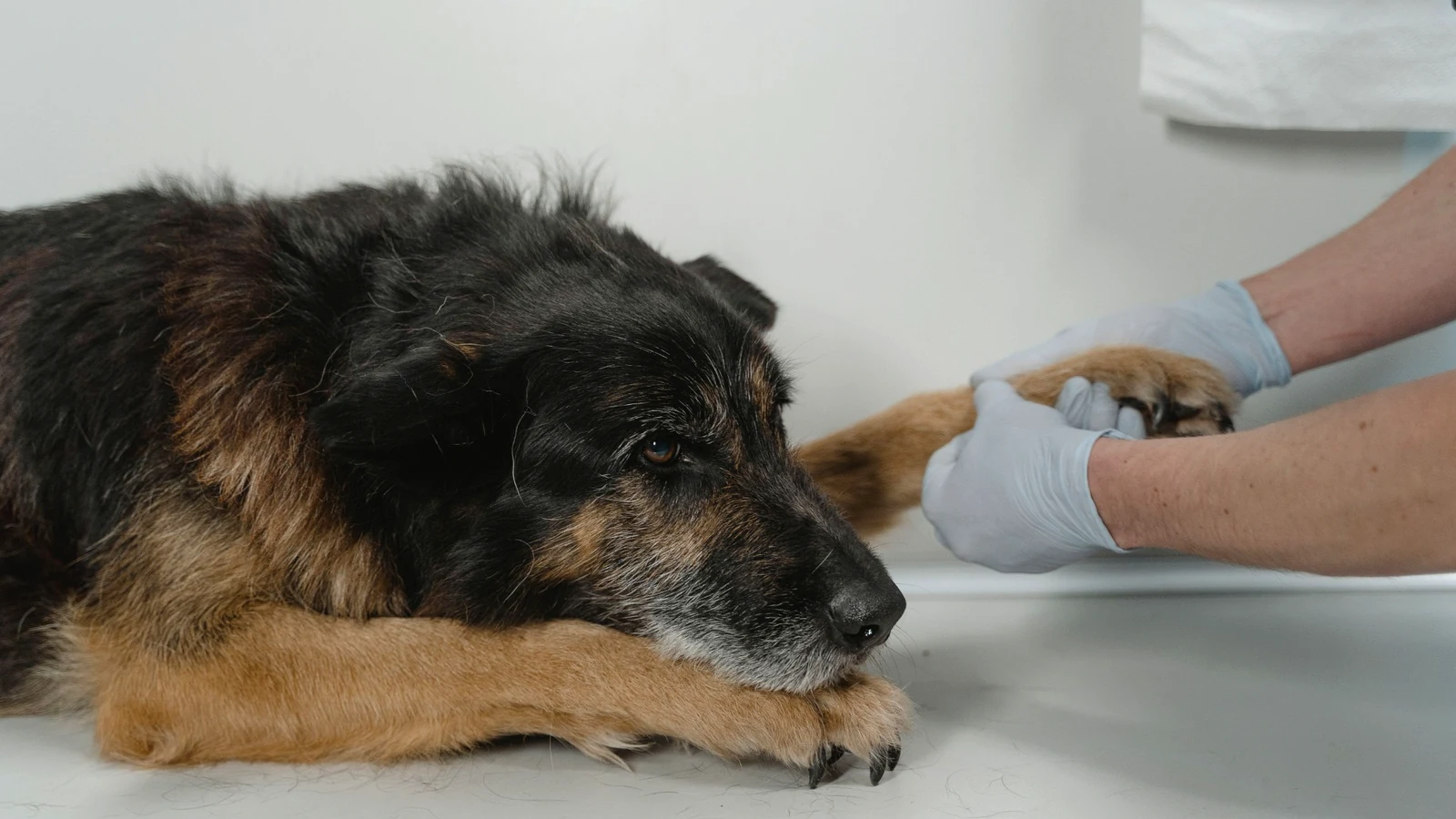 Hund beim Tierarzt während einer Untersuchung der Pfote